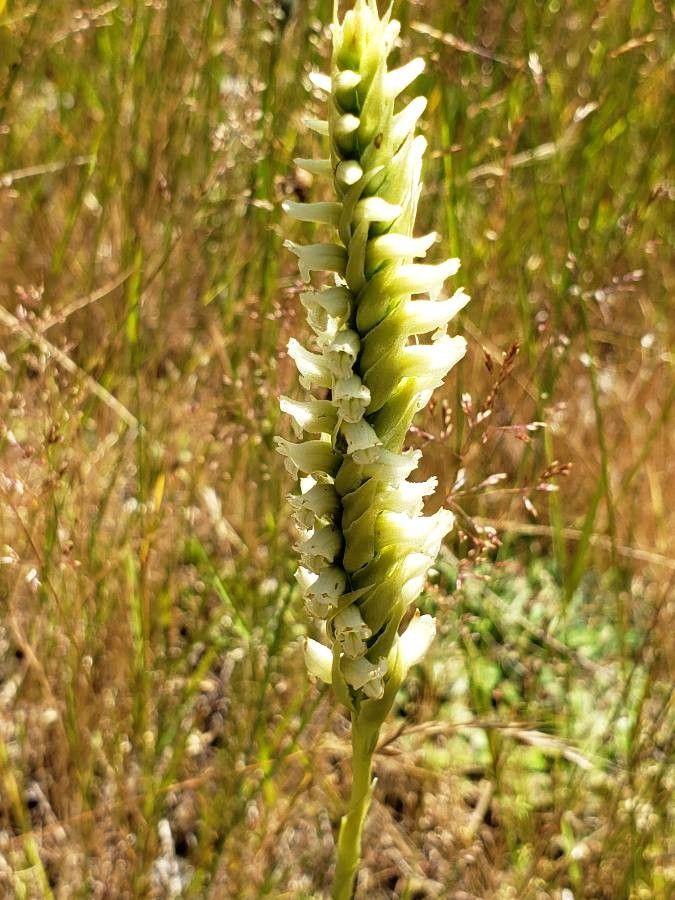 Spiranthes romanzoffiana flower