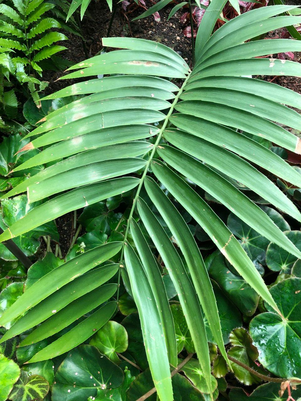 Zamia sandovalii — search result for 'Zamiaceae'