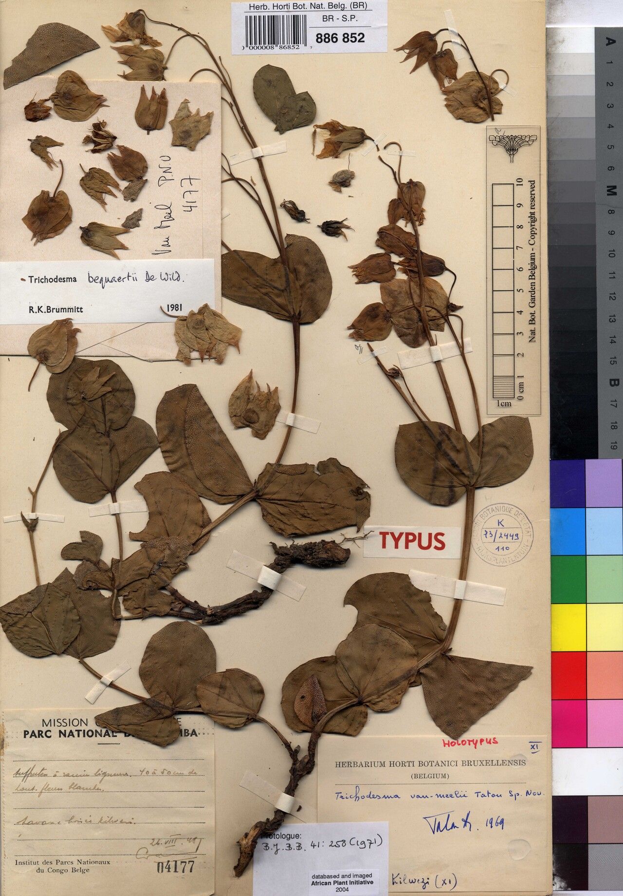 Trichodesma bequaertii — related species from the same genus