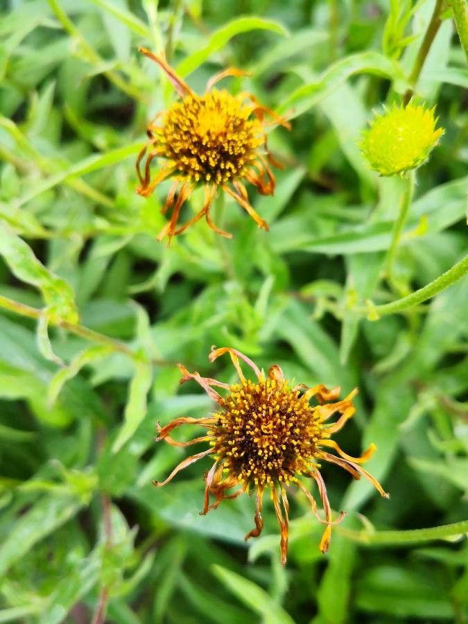 Buphthalmum salicifolium fruit