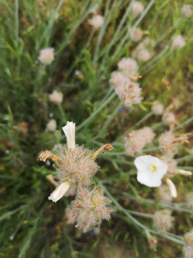 Convolvulus lanuginosus fruit