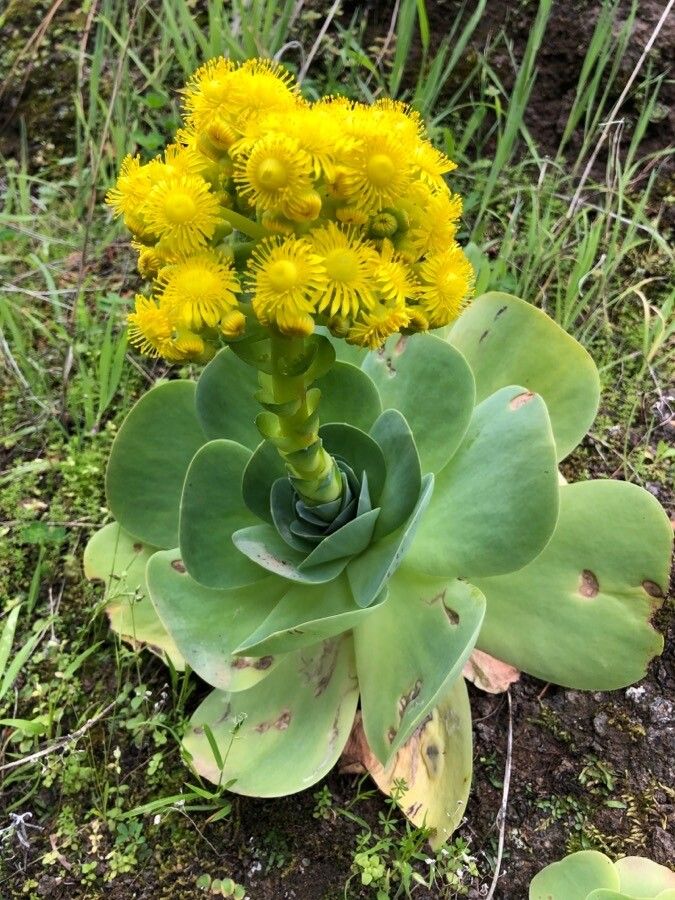 Aeonium aureum habit