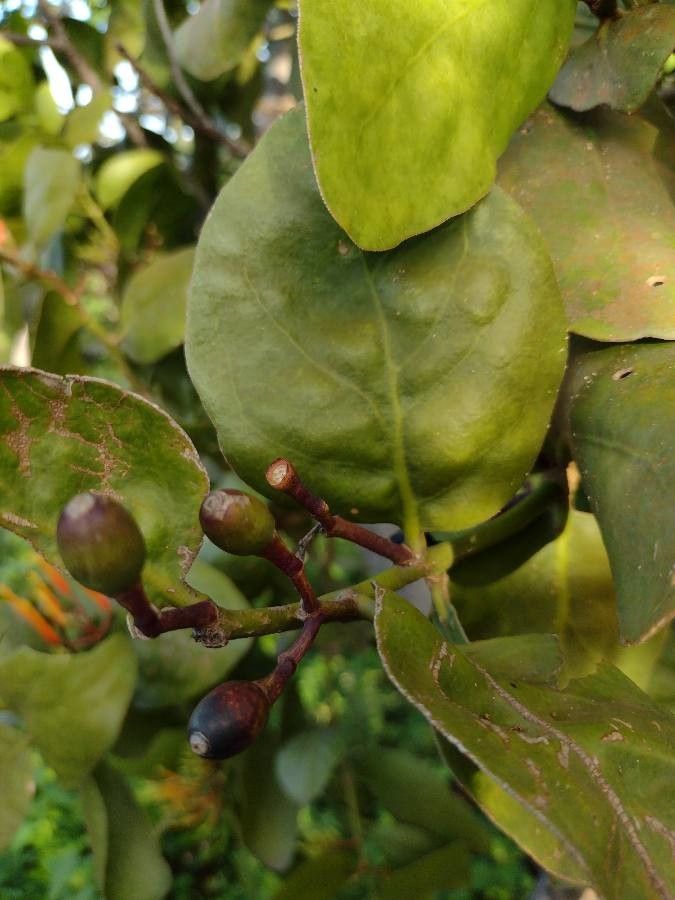 Psittacanthus rhynchanthus fruit