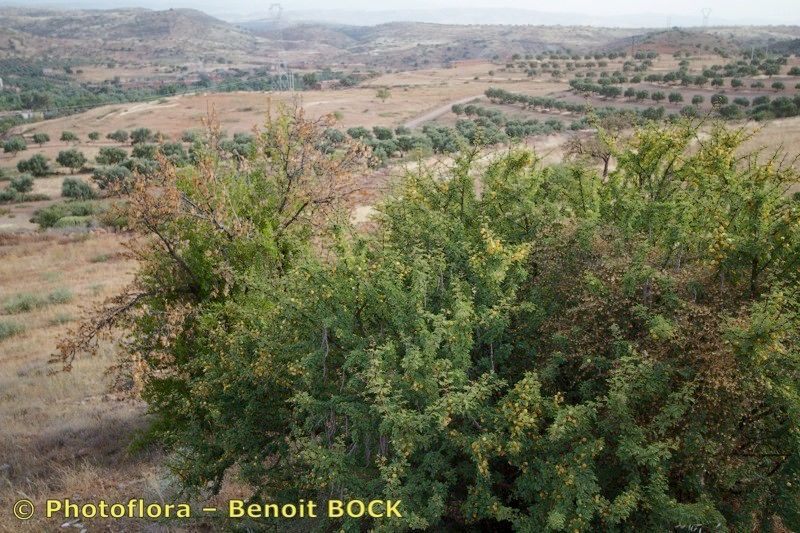 Acacia gummifera habit