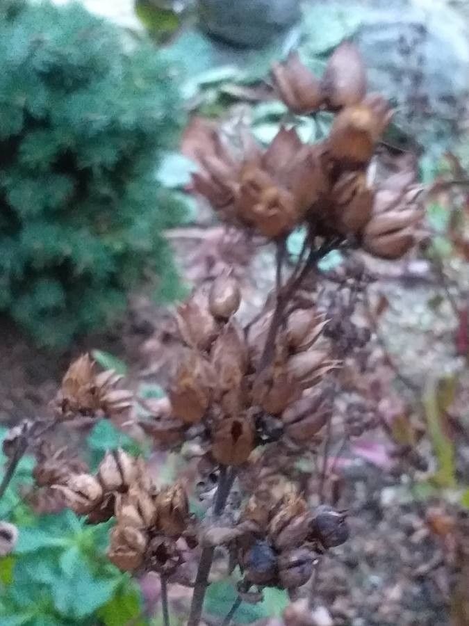 Penstemon serrulatus flower