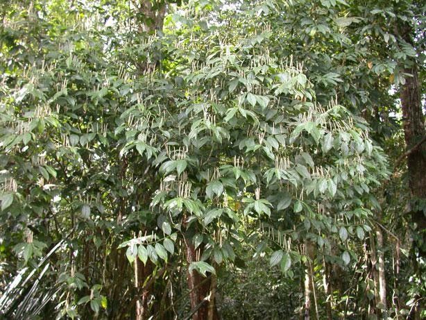 Piper culebranum habit