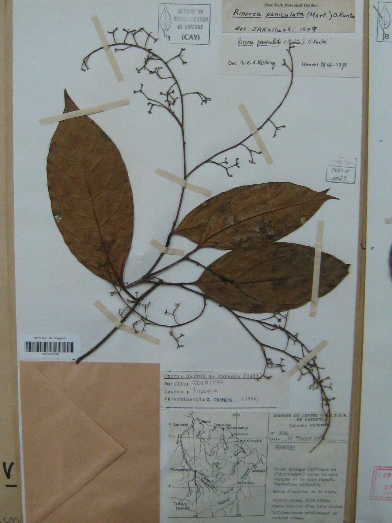 Rinorea paniculata — houseplant care guide