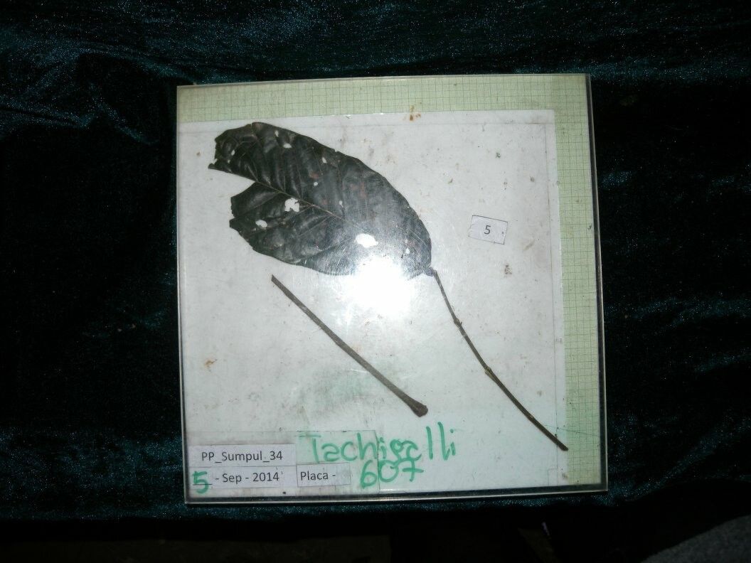 Tachigali alba — related species from the same genus