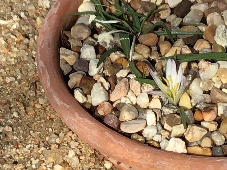 Colchicum androcymbioides flower