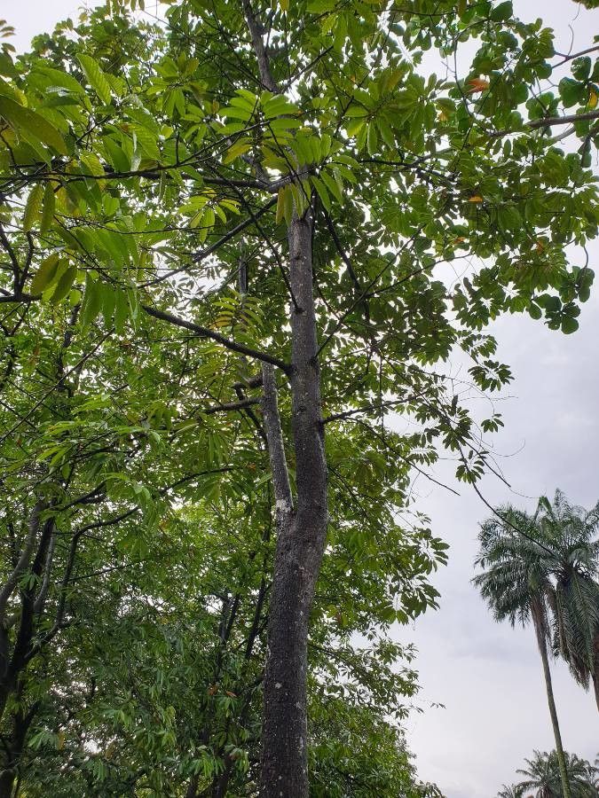 Dipterocarpus oblongifolius habit