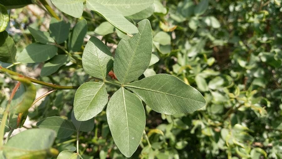 Pistacia khinjuk — related species from the same genus