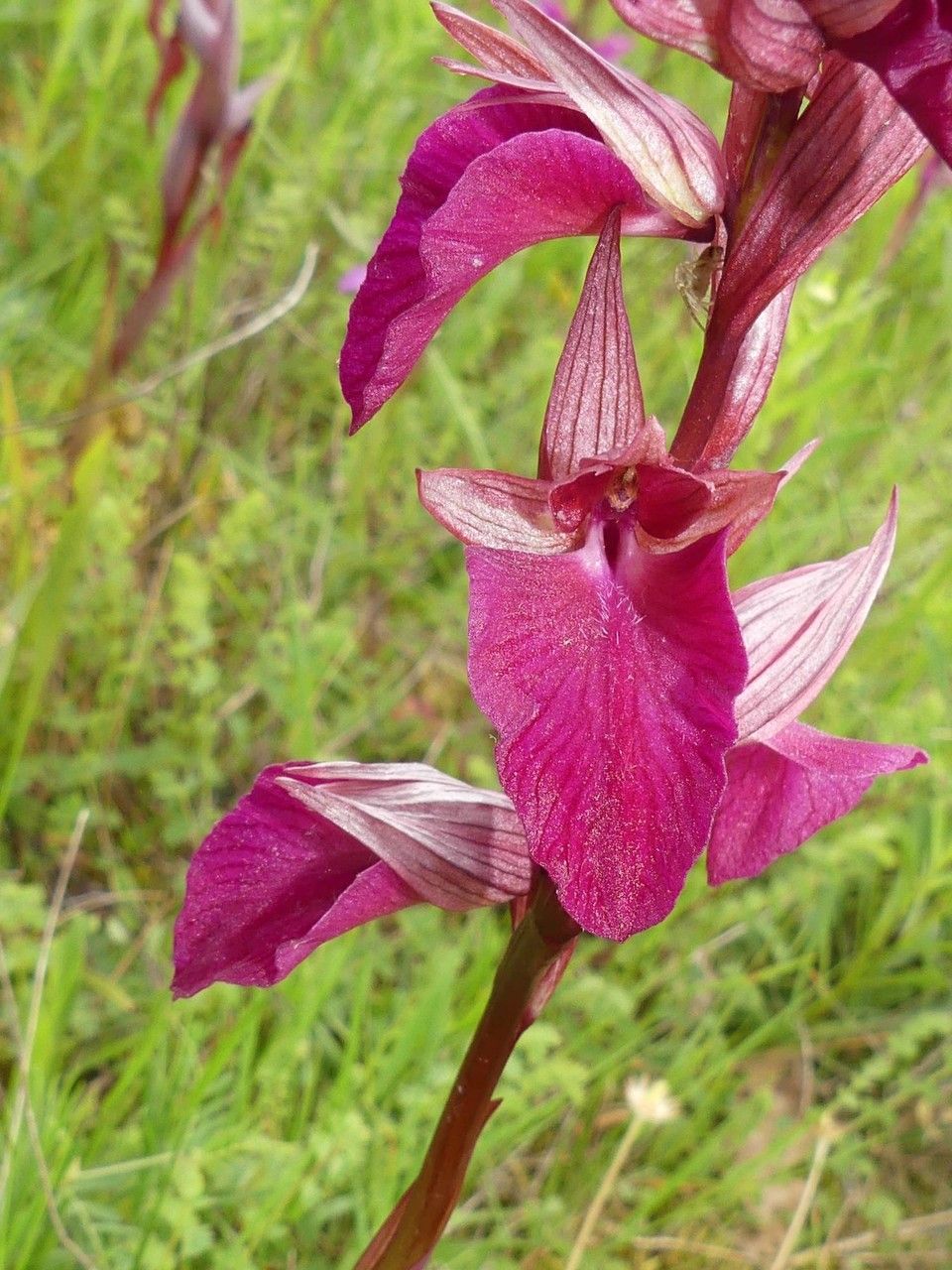 x Serapicamptis ligustica — related species from the same genus