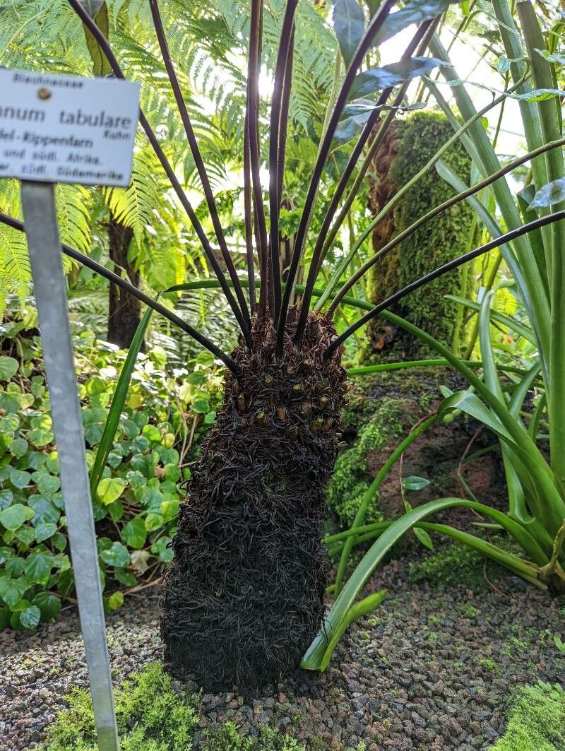 Blechnum tabulare bark