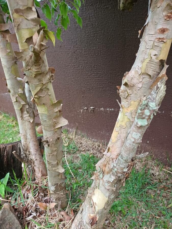 Eugenia florida — houseplant care guide