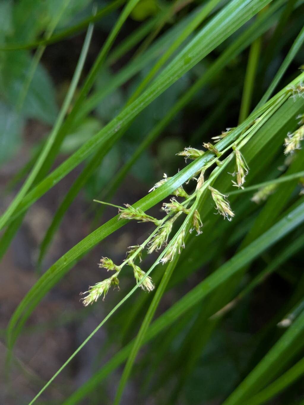 Carex polystachya flower
