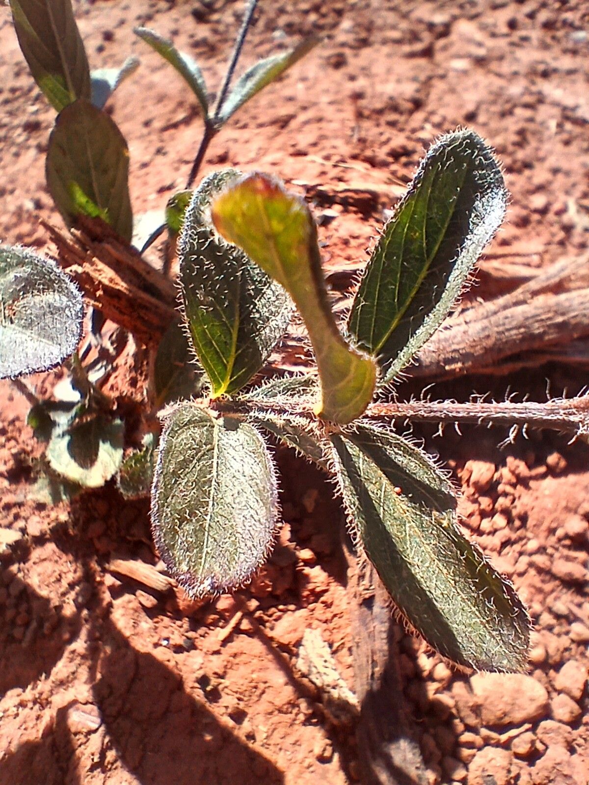 Justicia lanstyakii — houseplant care guide