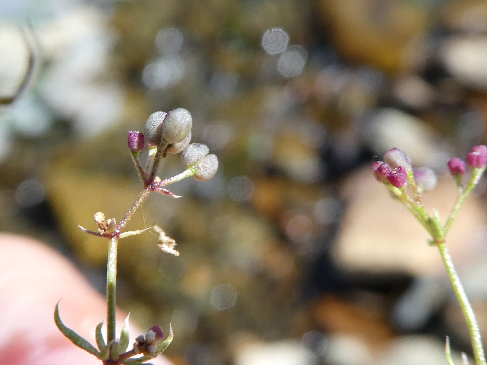 Galium marchandii fruit
