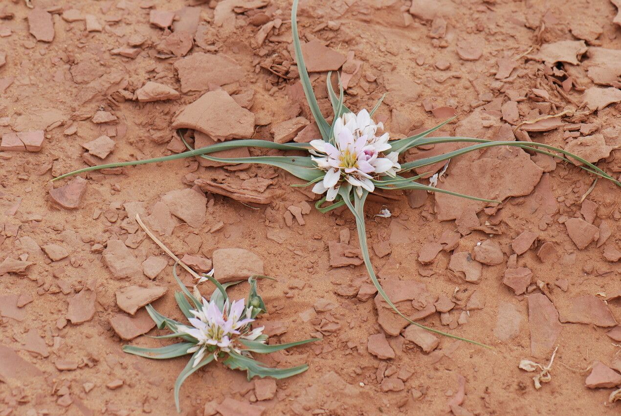 Colchicum gramineum leaf