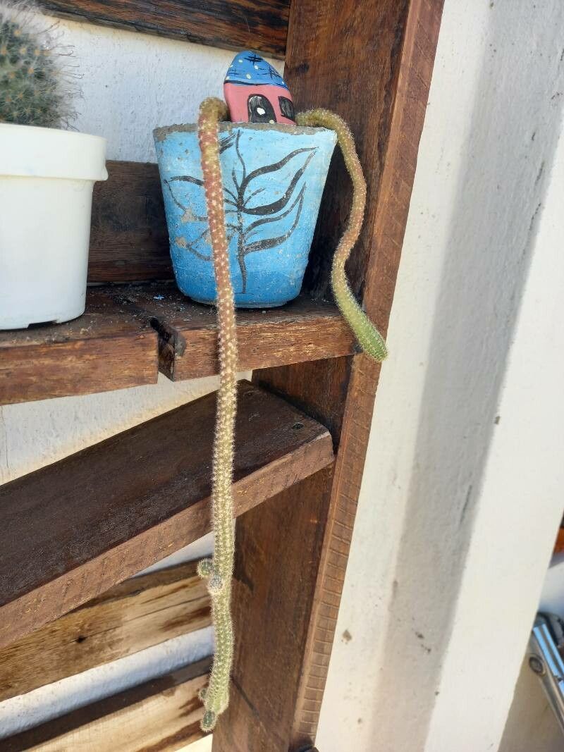 Disocactus flagelliformis bark