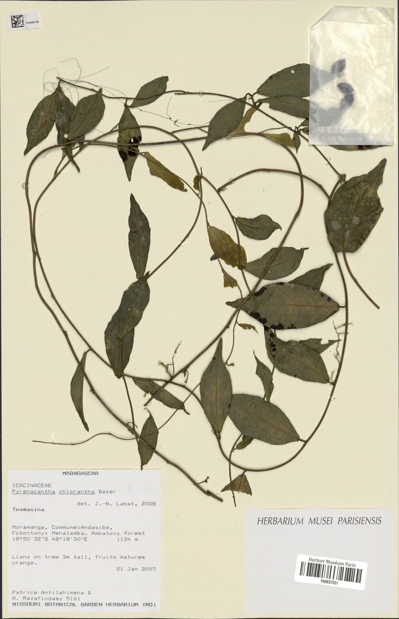 Pyrenacantha chlorantha — related species from the same genus