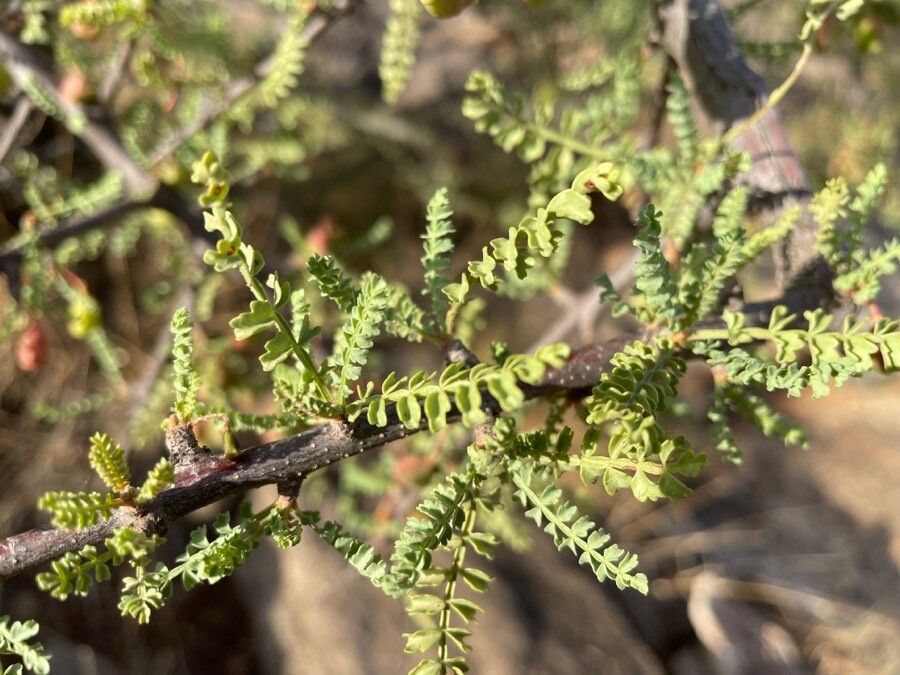 Lannea alata — related species from the same genus