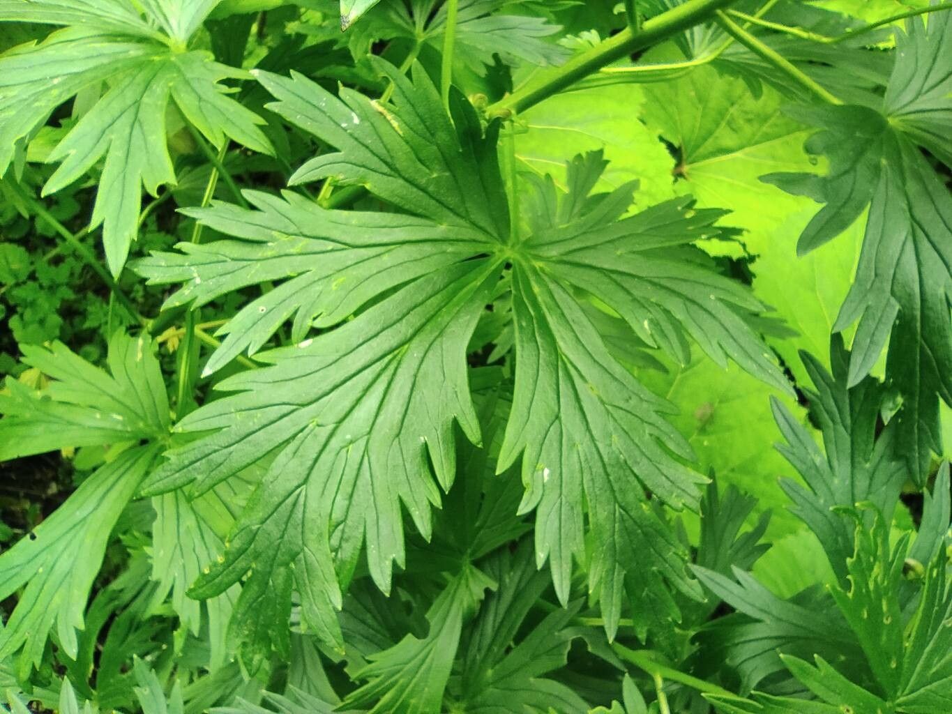 Aconitum firmum — search result for 'Aconitum'
