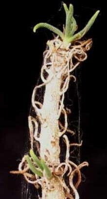 Tylecodon hallii — houseplant care guide