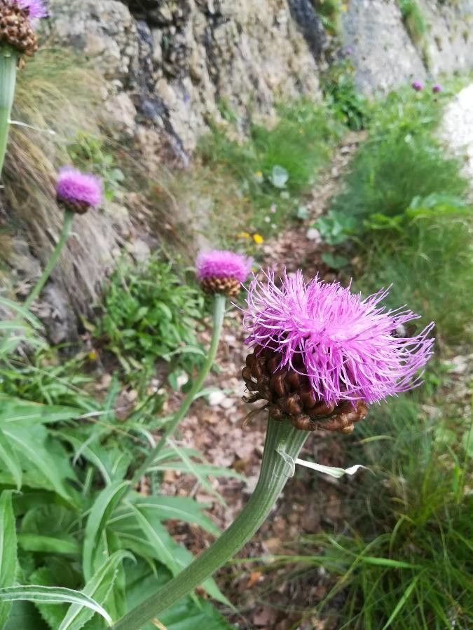 Rhaponticum heleniifolium — related species from the same genus