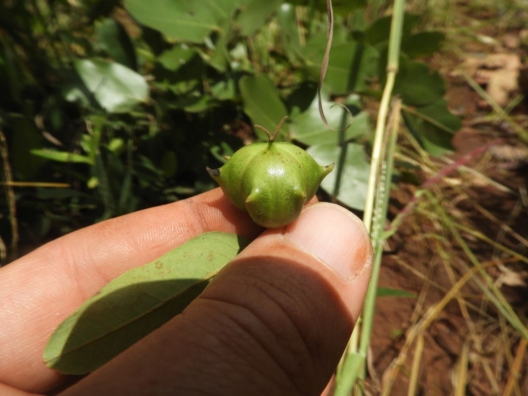Sclerocroton oblongifolius fruit