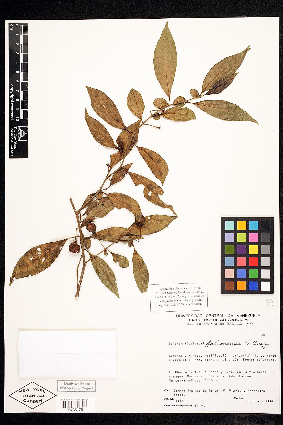 Solanum falconense — houseplant care guide