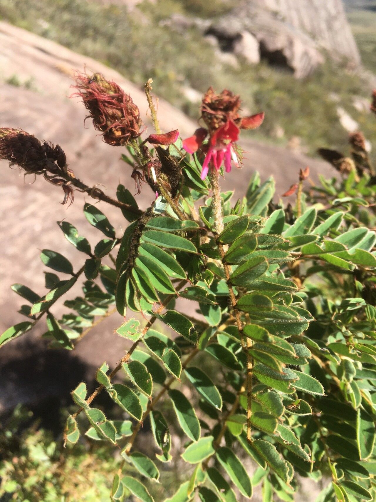 Indigofera mangokyensis flower