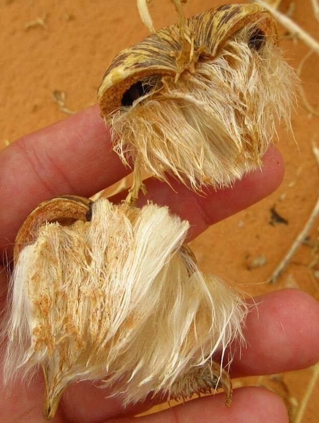 Solenostemma oleifolium fruit