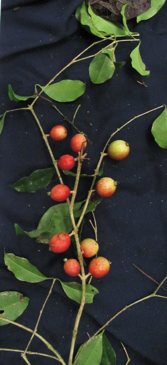 Eugenia gomezii other