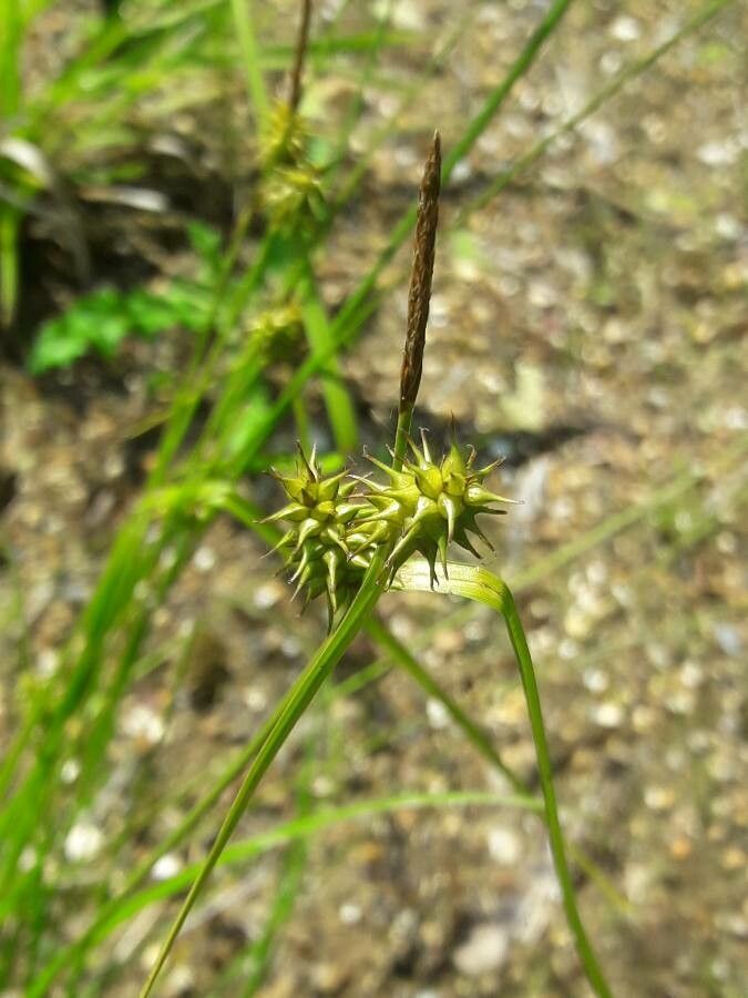 Carex flava flower