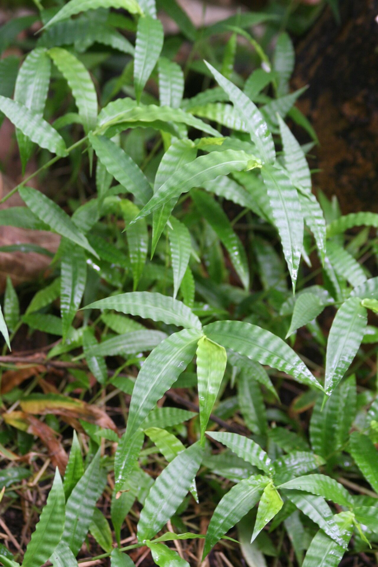 Oplismenus hirtellus