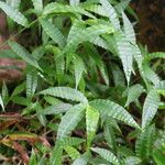 Oplismenus hirtellus