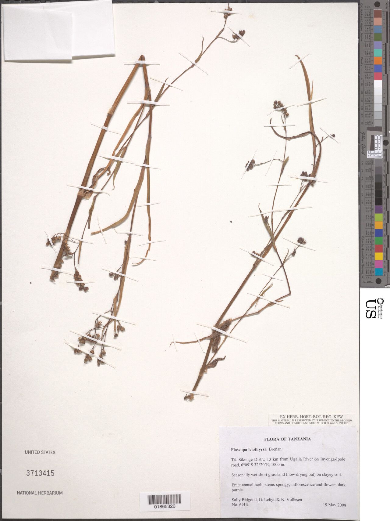 Floscopa leiothyrsa — houseplant care guide