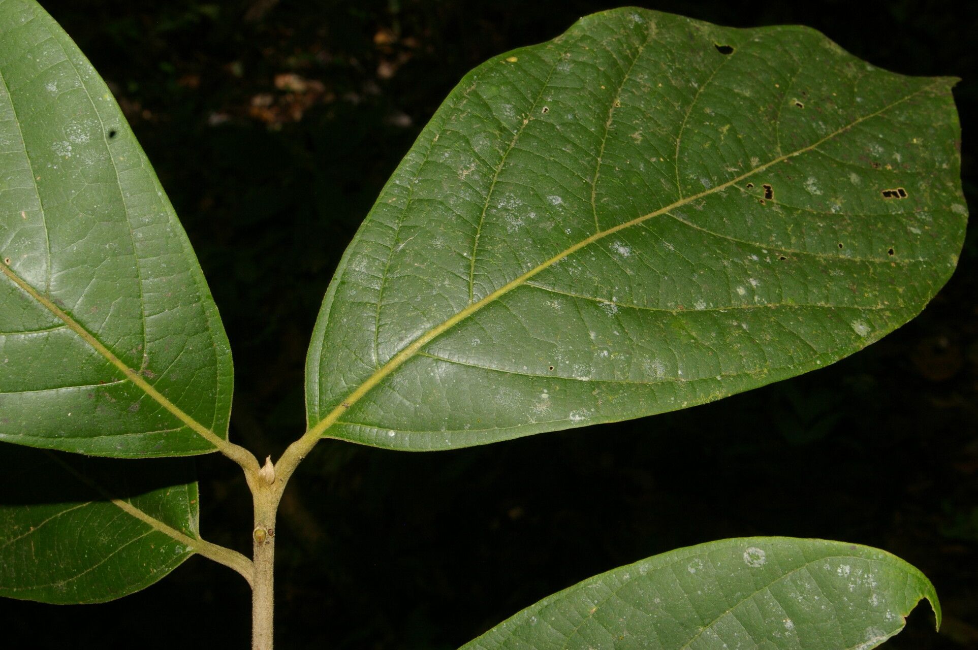 Ocotea valerioides leaf