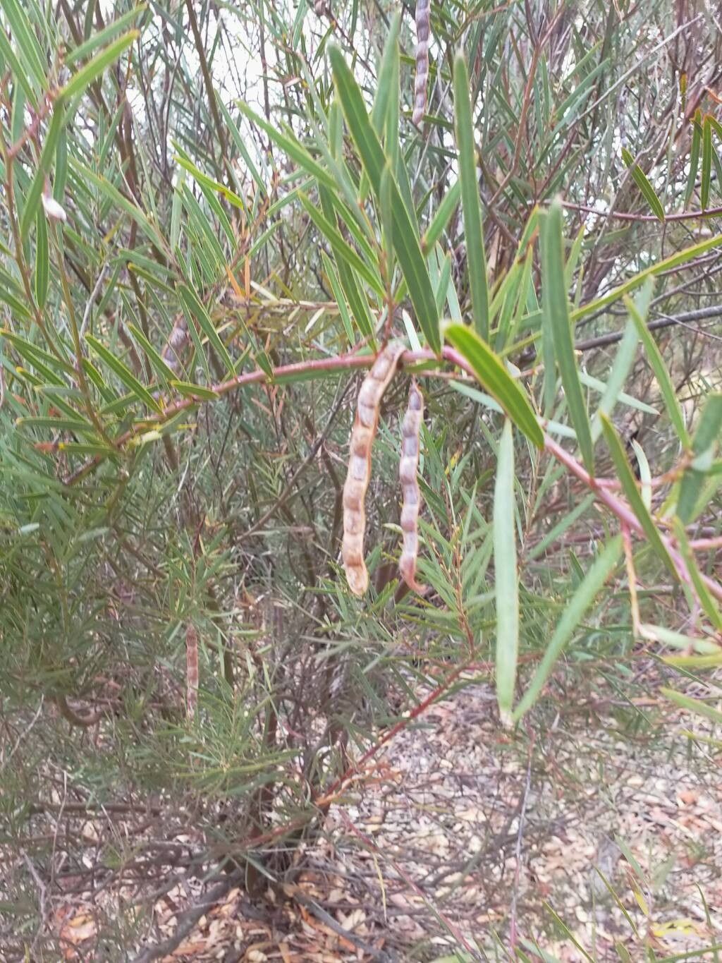Acacia iteaphylla — houseplant care guide