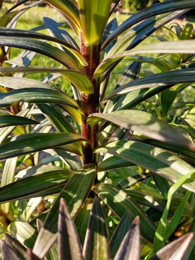 Lilium regale bark