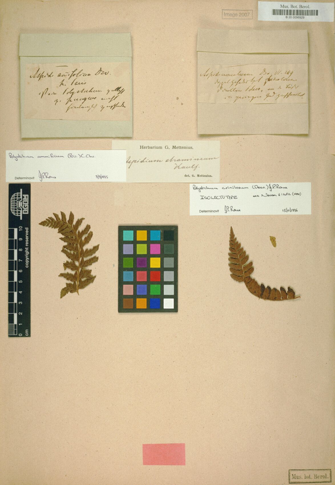 Polystichum crinulosum — houseplant care guide