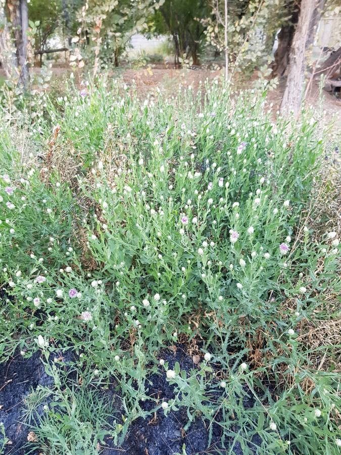 Rhaponticum repens other