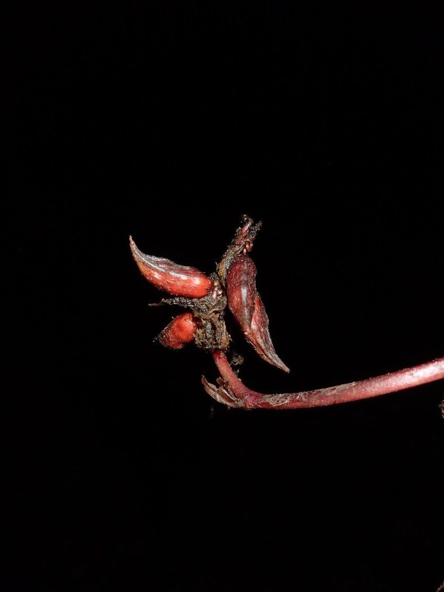 Palisota akouangoui — related species from the same genus