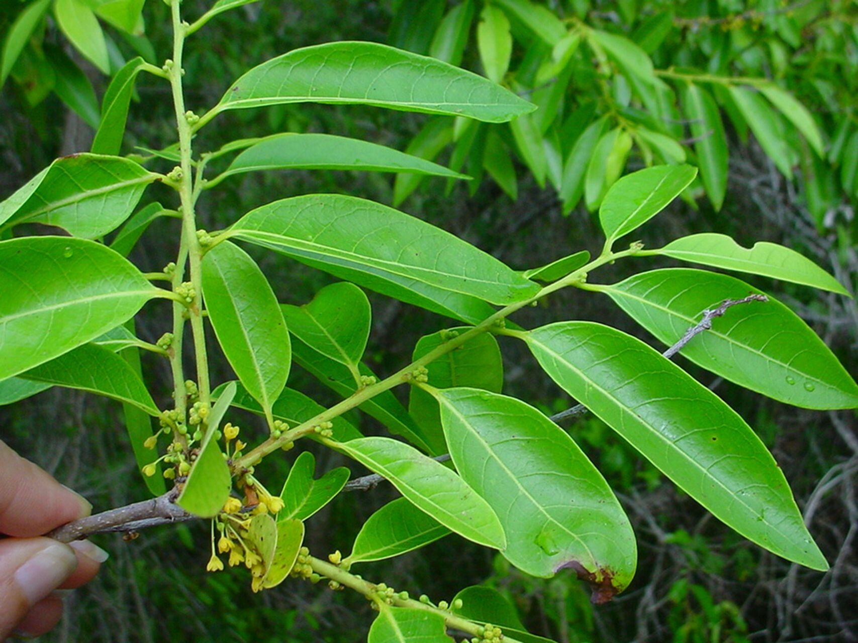 Glochidion billardierei leaf