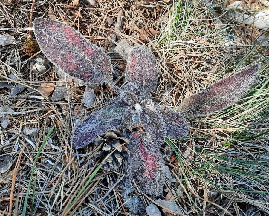 Hieracium fragile habit