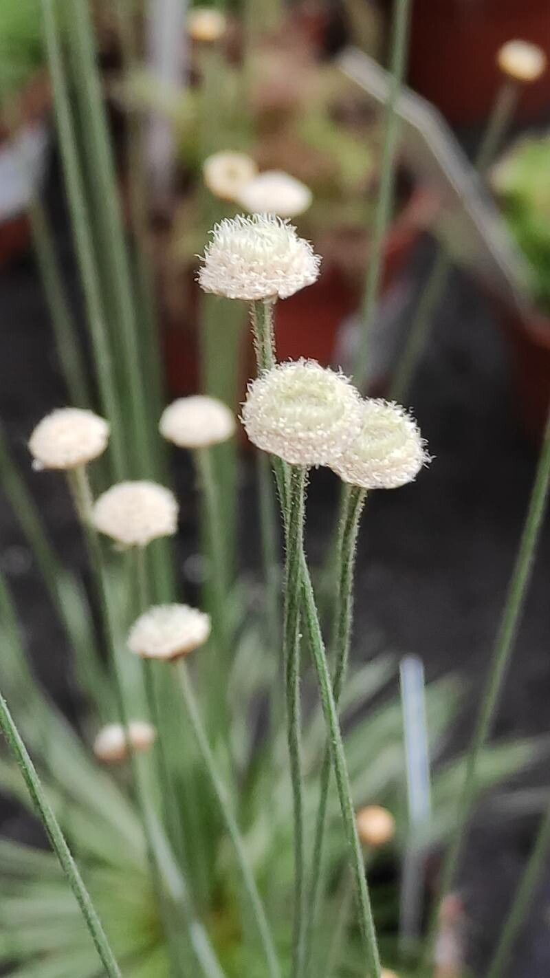 Syngonanthus flavidulus flower