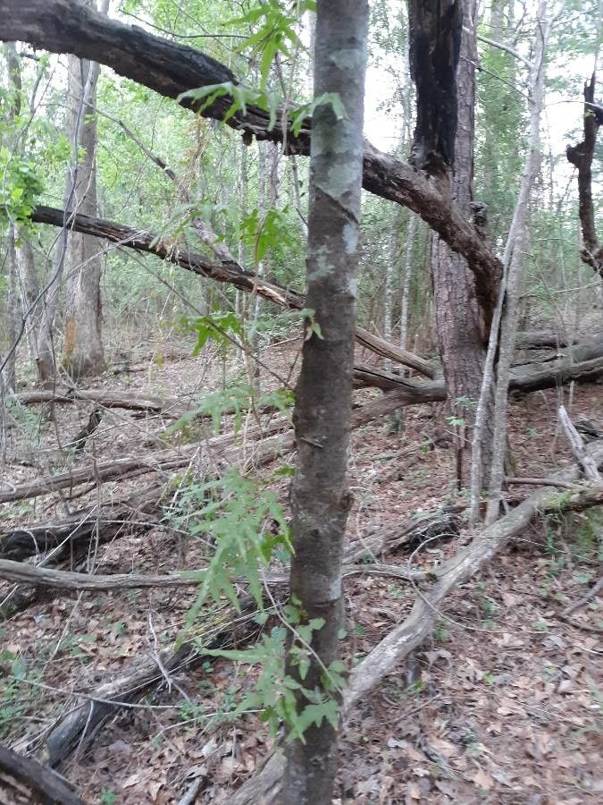 Lygodium palmatum habit