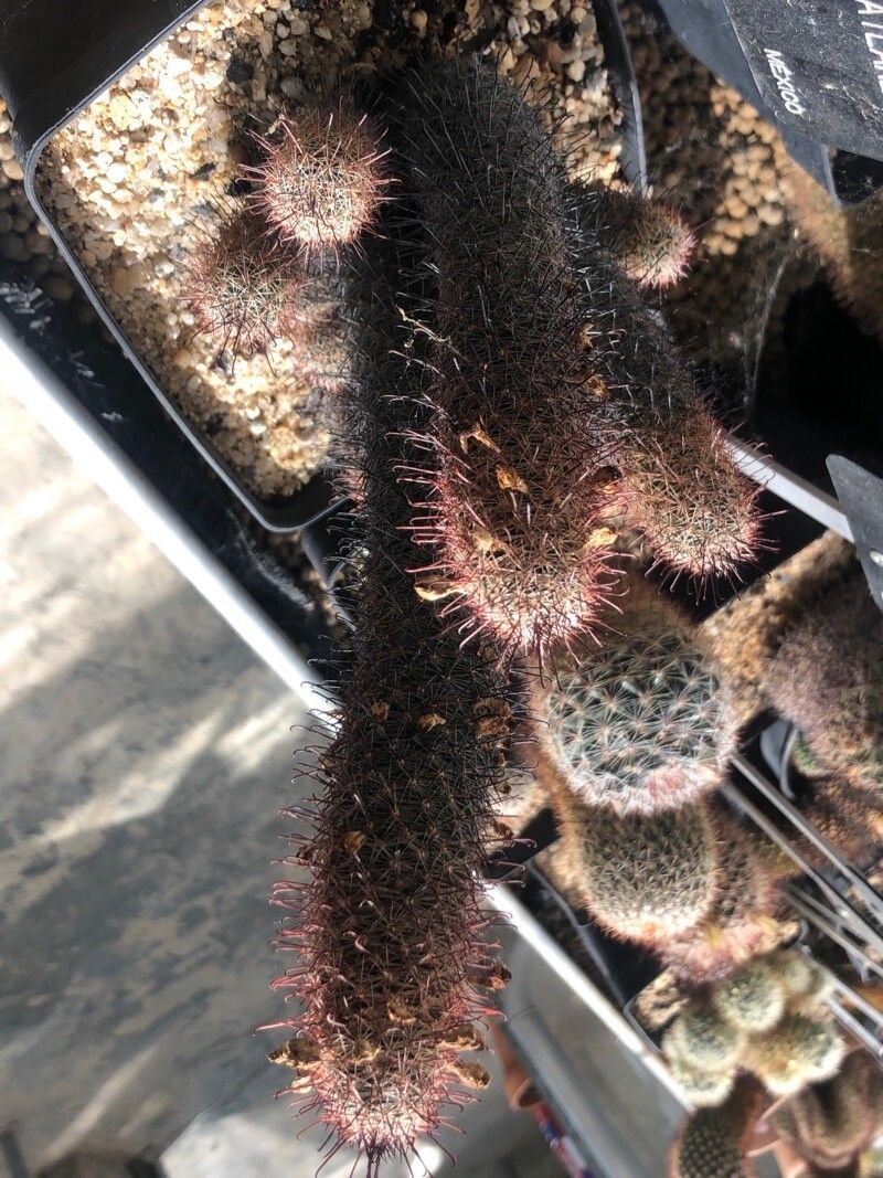Mammillaria mazatlanensis leaf