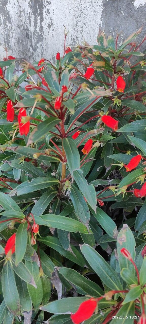 Seemannia sylvatica leaf