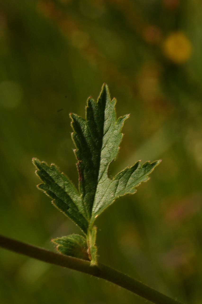 Geum hispidum — search result for 'Geum'